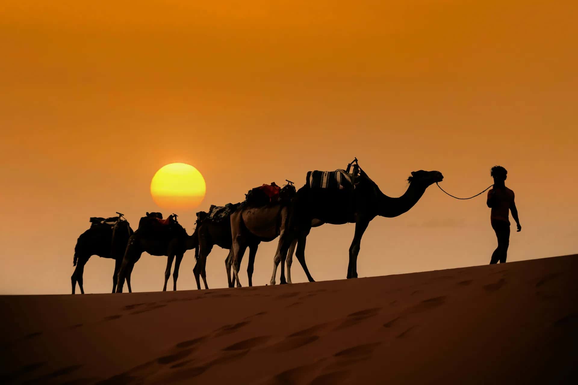 Camels crossing the dunes at sunset