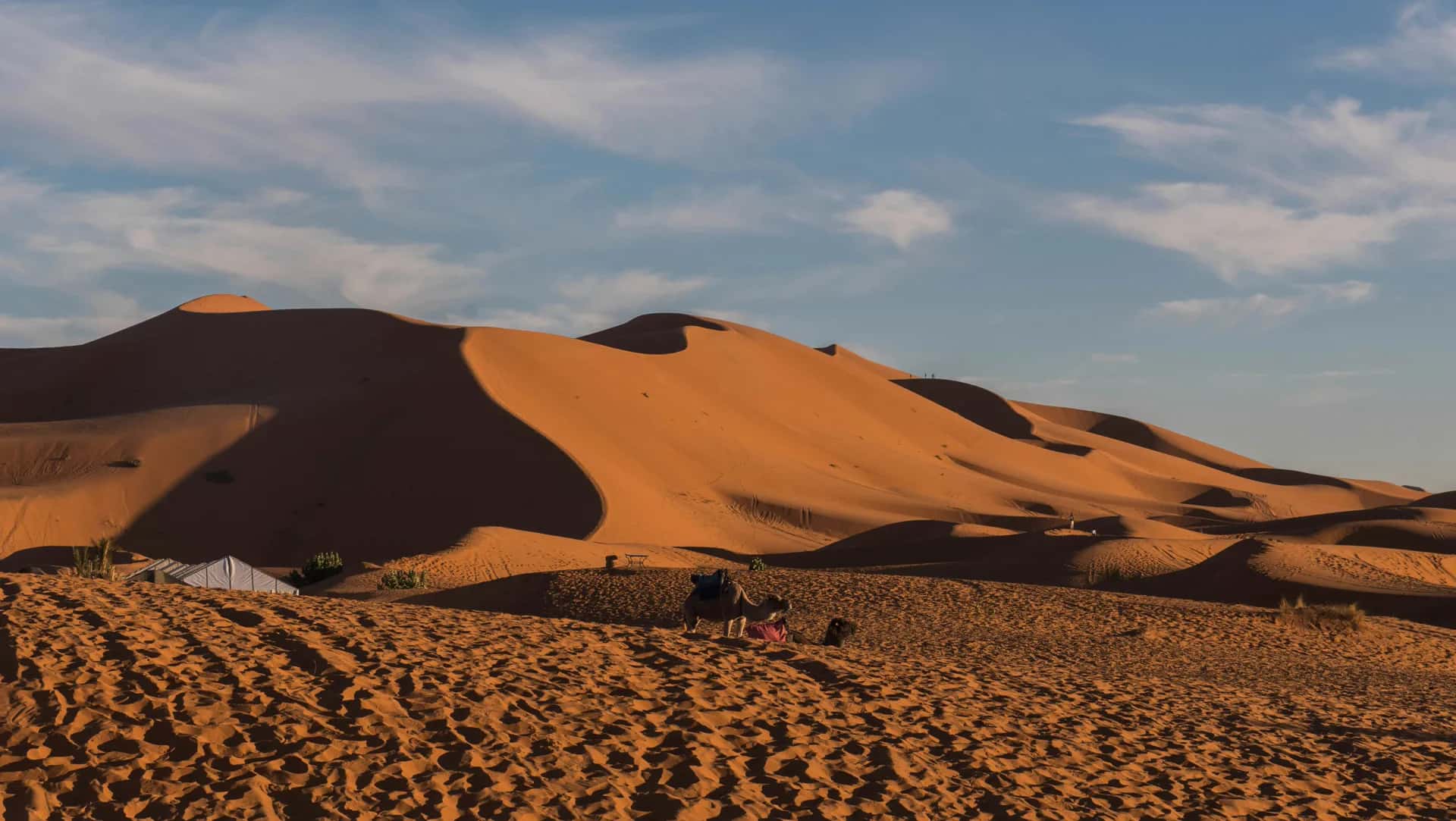 Camels led through low dunes in evening light