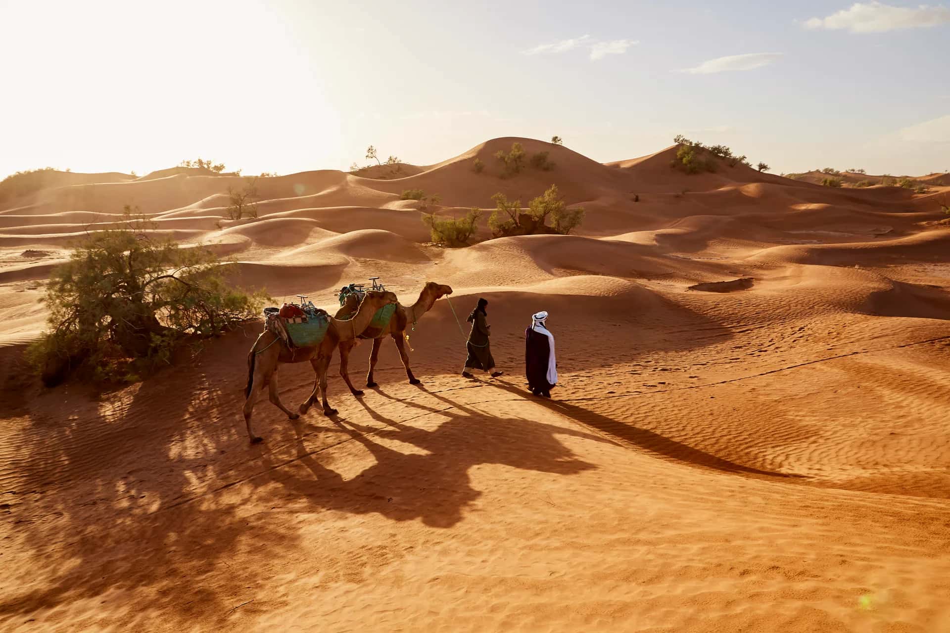 Camels led through low dunes in evening light