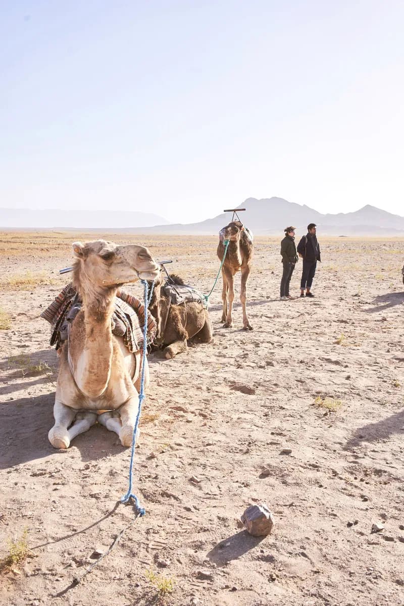Camels resting on the stony plain outside Zagora, two travellers looking out