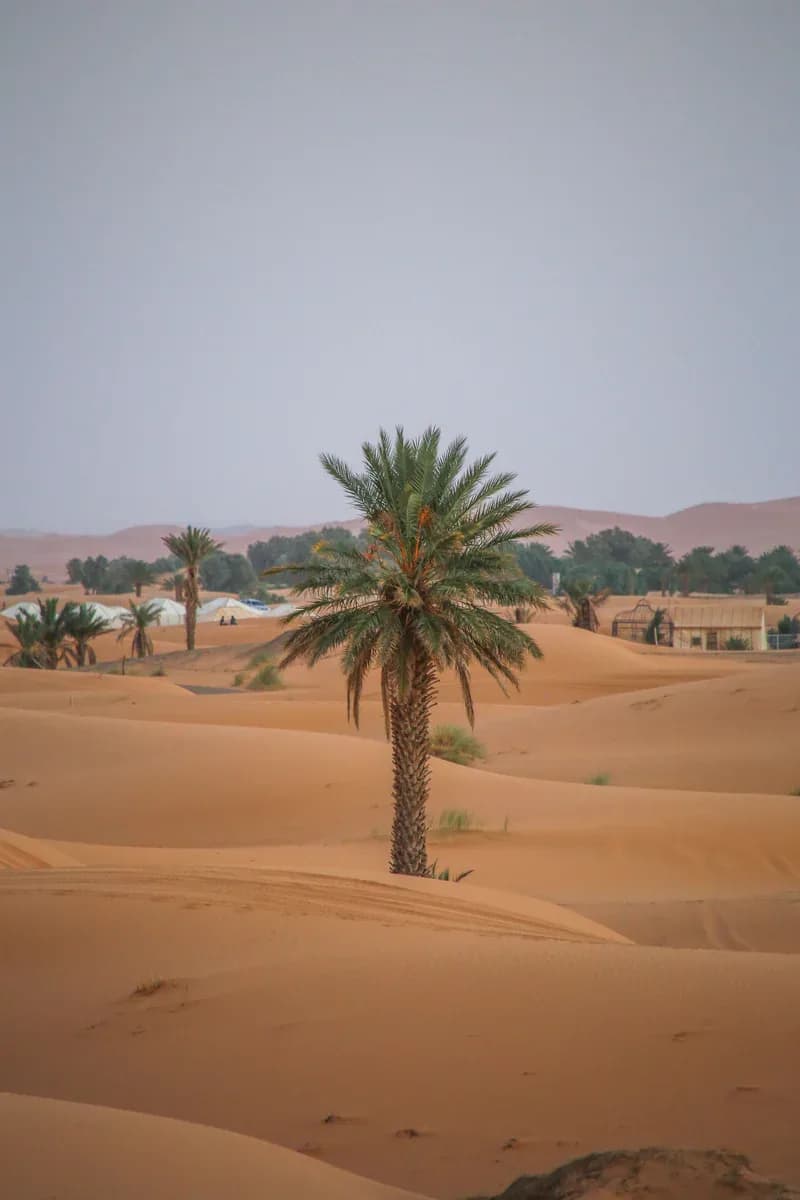 A date palm standing in the dunes, camp tents behind